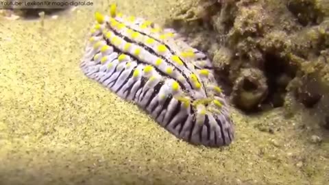 10 amazing creature