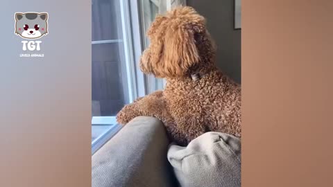 human's funny interactions with pet friends