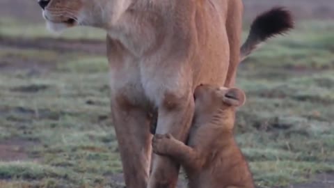 The lion cub is very spoiled near his mother