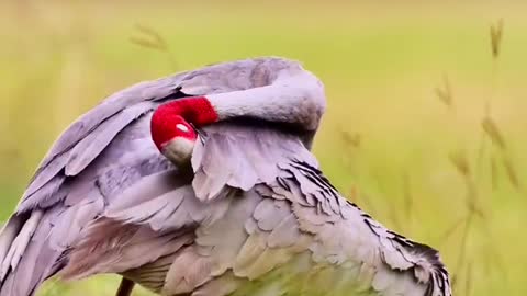 red-necked cranes