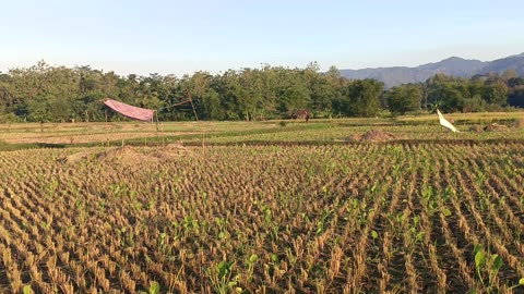 The weather is sunny in the fields