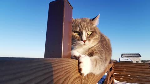 The cat is scratching the wood with its claws hearing the sound of the dog