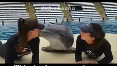 Dolphin kissed by hot girls new funny video || Funny video dub.chachu166