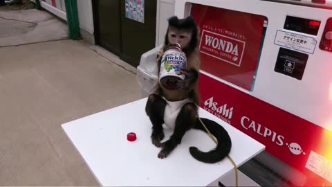 Very Smart Monkey