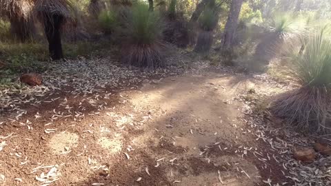 Brookton Shelter on the Bibbulmun Track