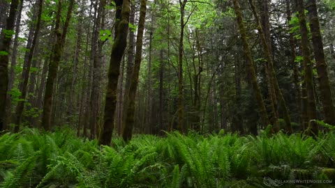 Rainfall in Forest Creates Super Relaxing White Noise