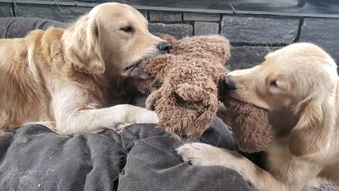 Golden Retrievers fall asleep during tug-o-war