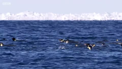 Baby Penguin Tries To Make Friends | Snow Chick: A Penguin's Tale | BBC Earth