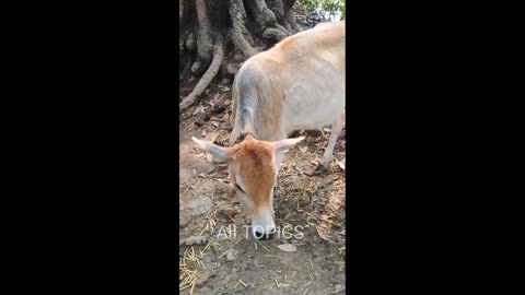 Cute cow video 🐄🐄