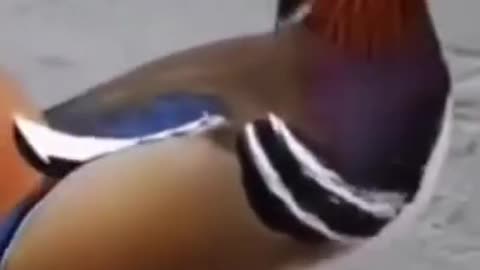 Beautiful Bird Enjoying The Slippery #shorts #viral #shortsvideo #video