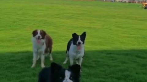 The Smartest Dog Breed Shows Off Their Skills While Playing