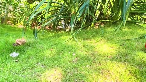 Monkey baby bon bon harvesting the fruits in the garden and eat with puppy and duck