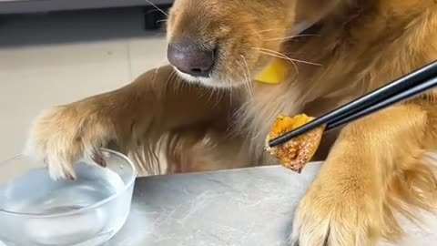 Cachorro pede para esfriar a comida