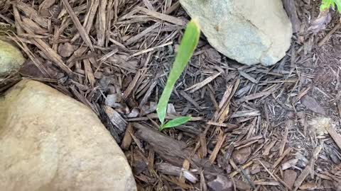 Worlds tiniest Sabal palm