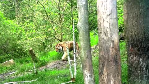 Lion Walking In The Forest