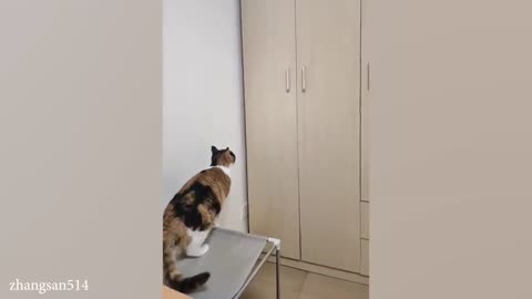 Funny cat video