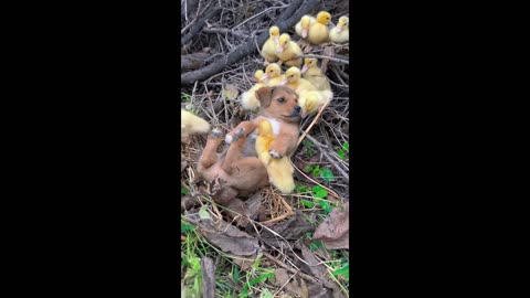 The puppy and the duck take a break