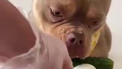 dog eats everything non stop