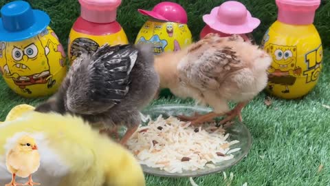 funny chicks🐥eating chicks🐥Satisfying video