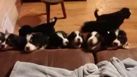 Bernese mountain puppies