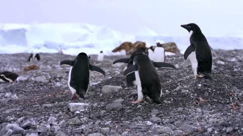 How krill fishery threatens Antarctic wildlife