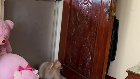 Shih tzu barking