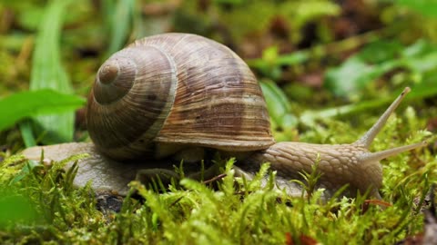 Smaller snail in the world lifecycle