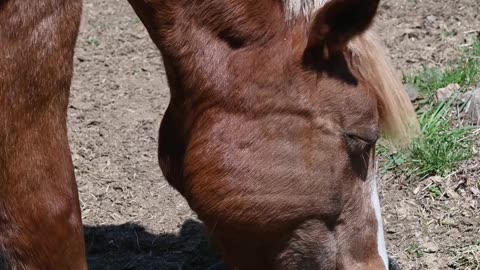 Horse Eating