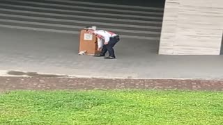 Playful Kitten Destresses Security Guard