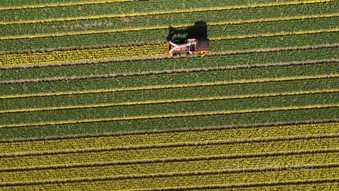 Tulips From Above - Aerial view of beautiful flower fields in the Netherlands