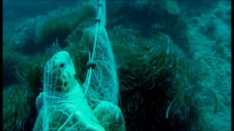 Saving a turtle from fishing nets