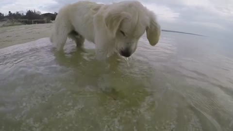 Cachorro de Golden Retriever bucea buscando cangrejos en el mar