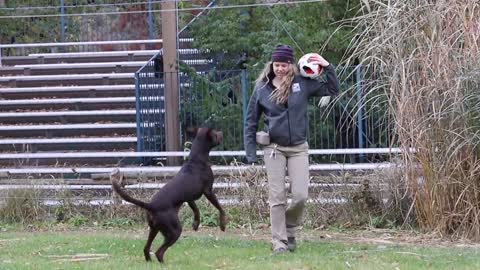 A zoo animal playing soccer