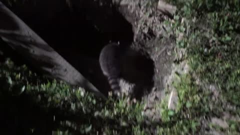 Hanging out with the baby raccoons around the porch