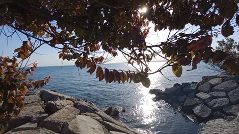 Tree leaves, sunlight, sea, birdsong, and music