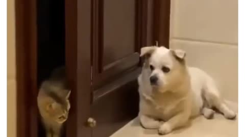 Funny Animal Videos