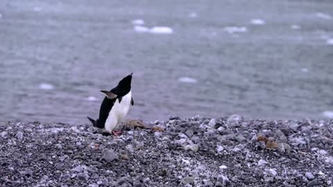 How krill fishery threatens Antarctic wildlife