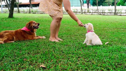 FLUFFY PUPPIES