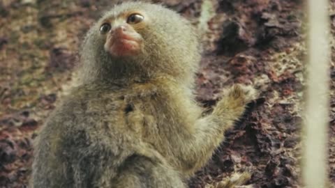 Pygmy marmoset monkey