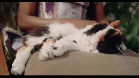 cute cat video🤣🤣🤣🤣🤣#shorts #viralshorts