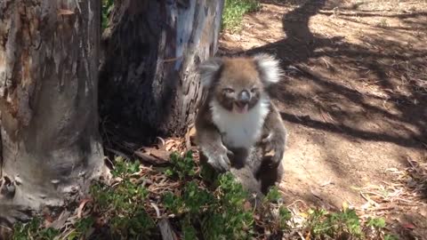 Koala Gets Kicked Out Of Tree and Cries!