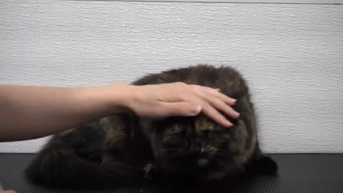 Brilliant Tortie cat ESCAPES the Rage Cage!