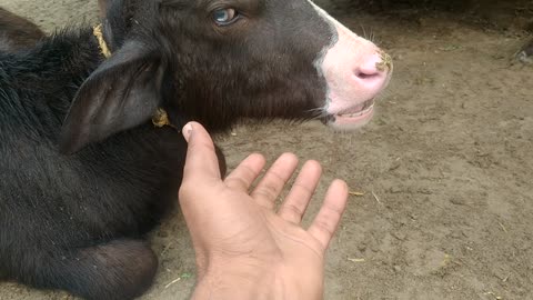 Baby buffalo Sikander