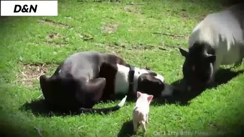 CACHORROS BONITOS: Filhotes de Animais Brincando