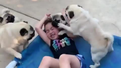 pug attack!!!!!! pugs attack a little gilr with kisses & love