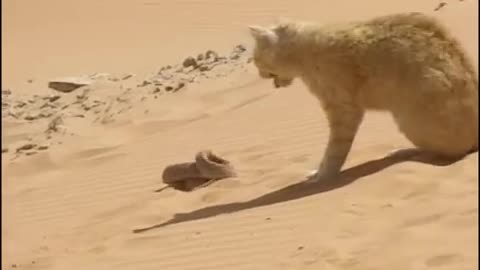 CHAT CONTRE UN SERPENT