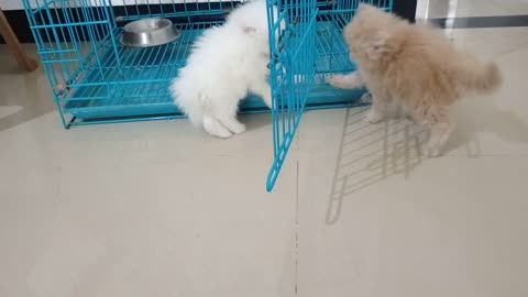 persian cat playing