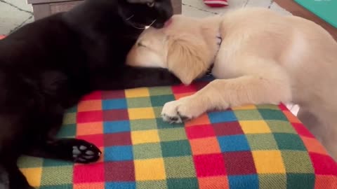 _Your cat won't like the puppy!_ #puppy #cat