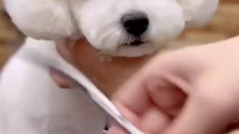 Cute puppy is getting a haircut again.Do you love her#puppy #dog #doglover #pet #cutedog