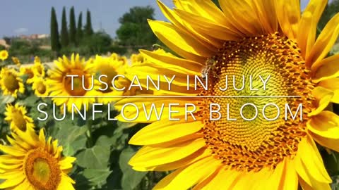 Italy Unfiltered sunflower bloom July in Tuscany